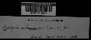 Echinoderma asperum image