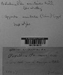 Suillus cavipes image