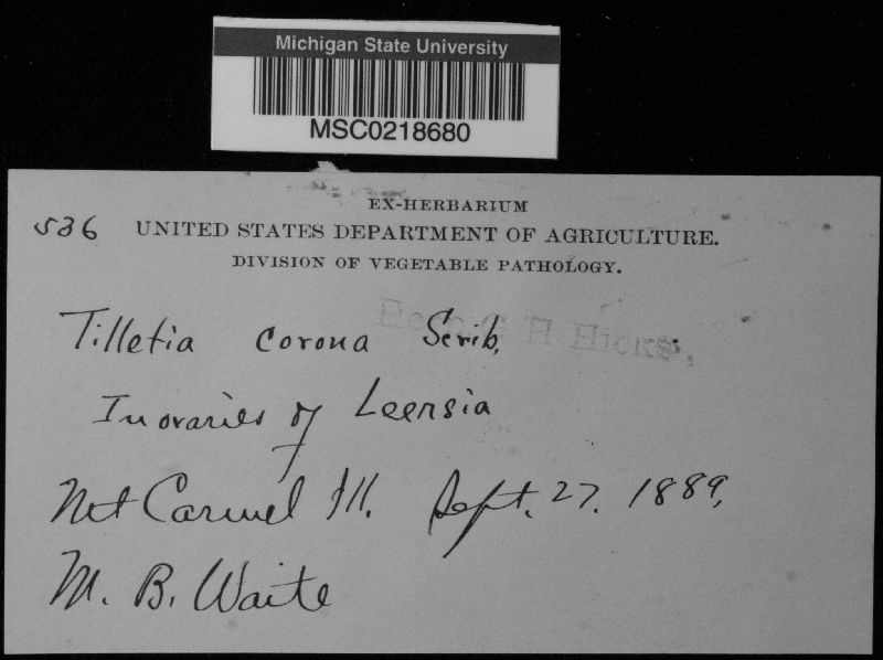 Tilletia corona image