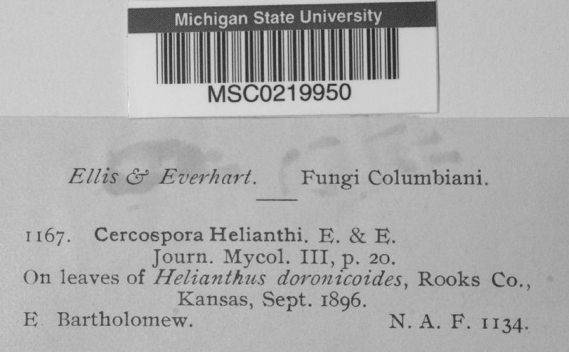 Cercospora helianthi image