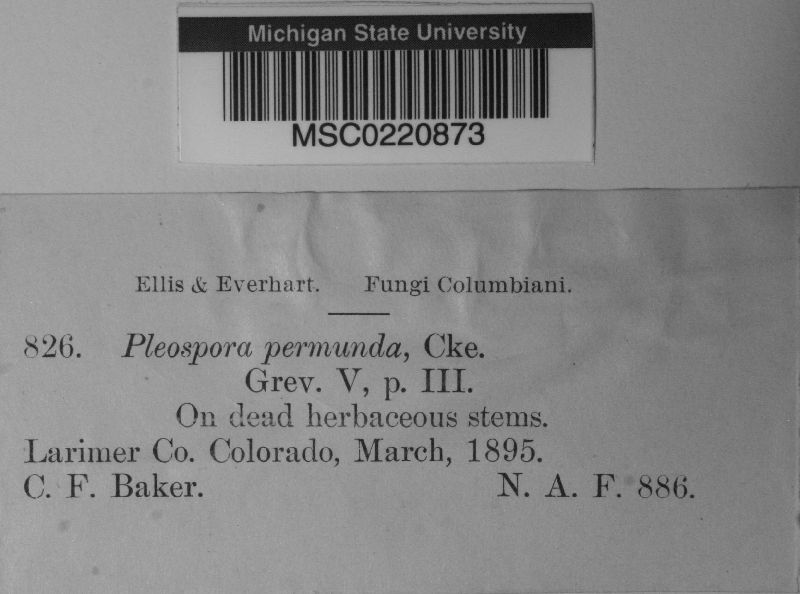 Clathrospora permunda image