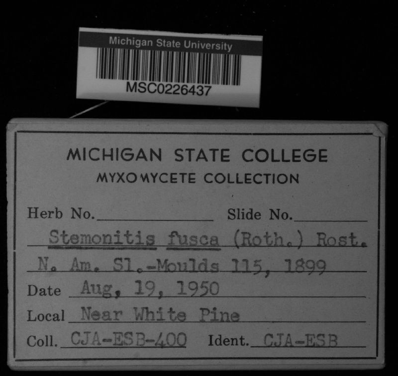 Stemonitis fusca image