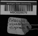 Clitocybe infundibuliformis image