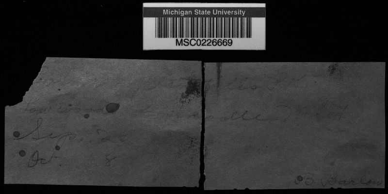 Boletinus spectabilis image