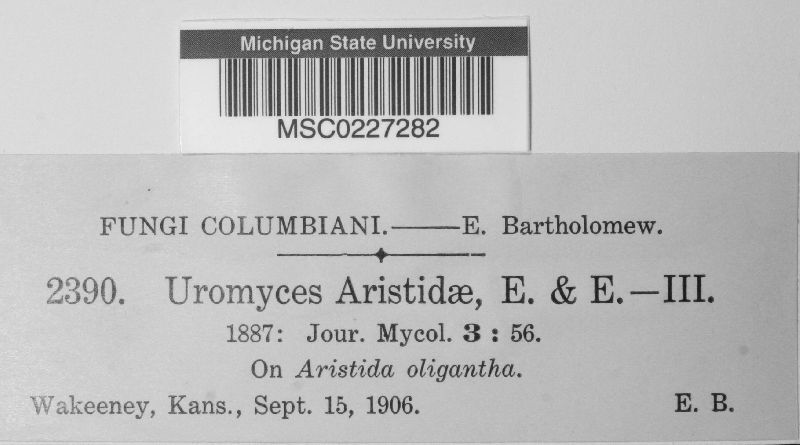 Uromyces aristidae image