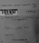 Phellinus gilvus image