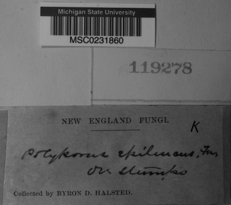 Polyporus epileucus image