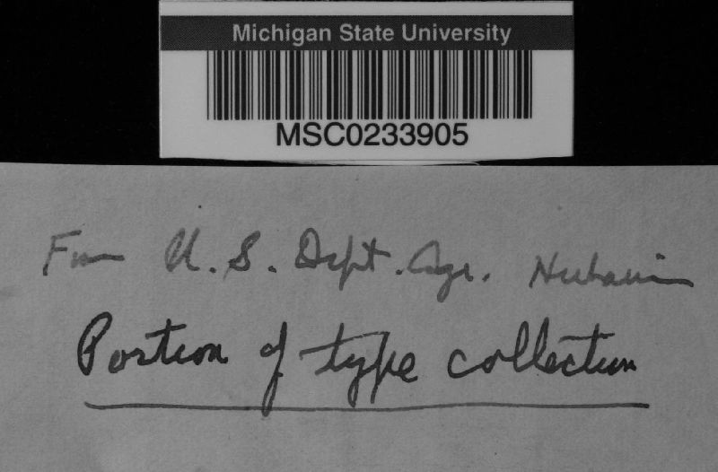 Cercosporidium helleri image