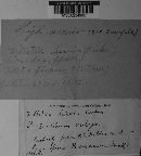 Tilletia laevis image