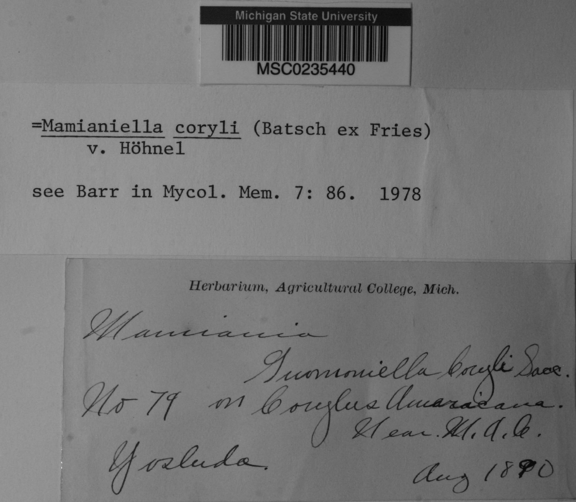 Mamianiella coryli thumbnail
