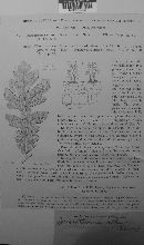 Microstroma album image