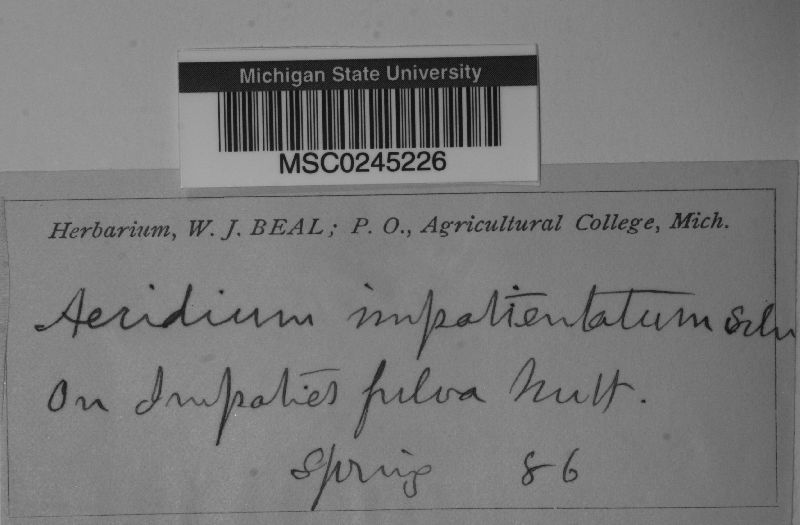 Aecidium impatientatum image