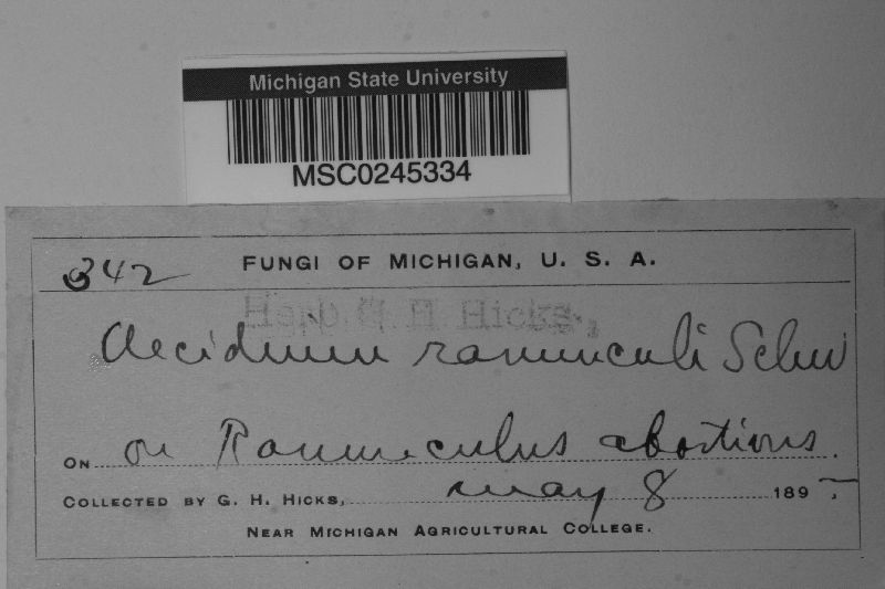 Aecidium ranunculi image