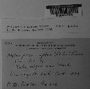 Melampsora epitea var. epitea image