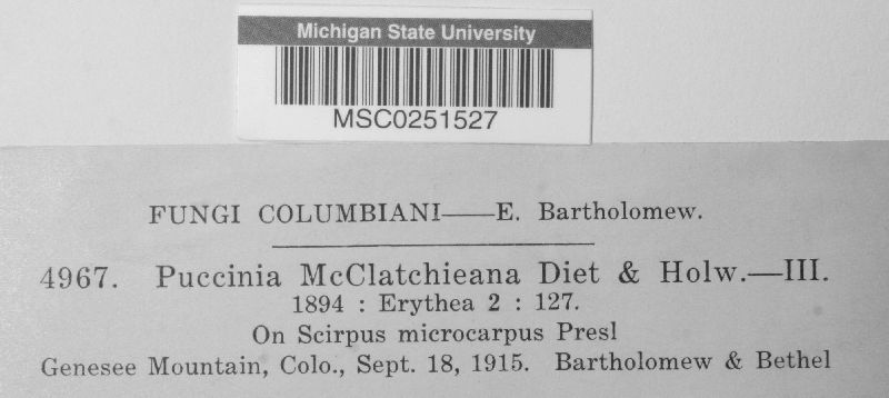Puccinia mcclatchieana image
