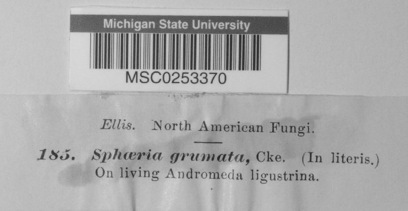 Sphaeria grumata image