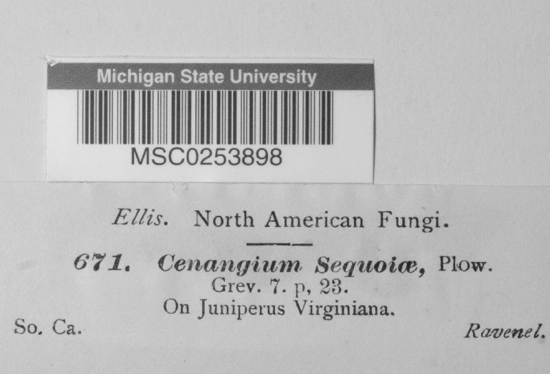 Murangium sequoiae image