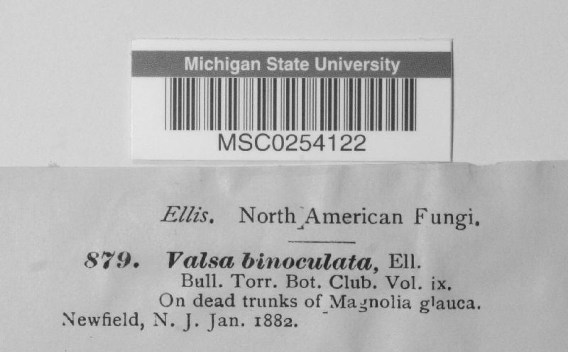 Valsa binoculata image