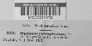 Hydnellum ferrugineum image