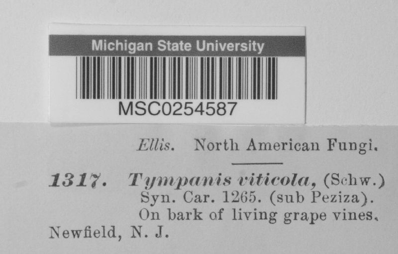 Tympanis viticola image