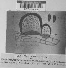 Stegonsporium cenangioides image
