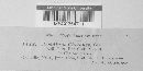 Aecidium chelones image