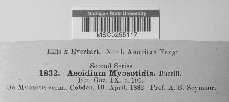 Aecidium myosotidis image