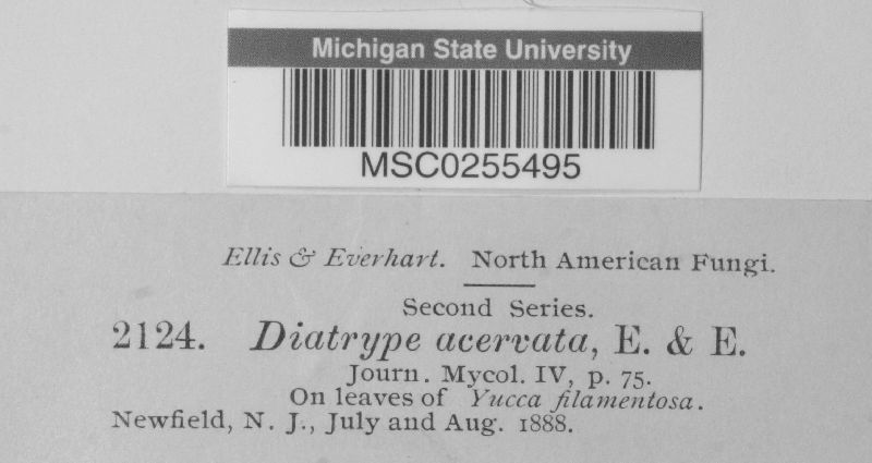 Planistromella acervata image