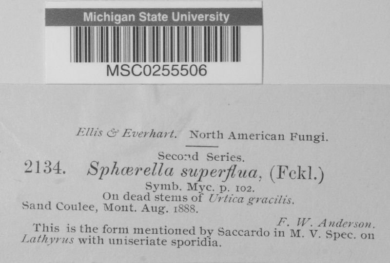 Mycosphaerella superflua image