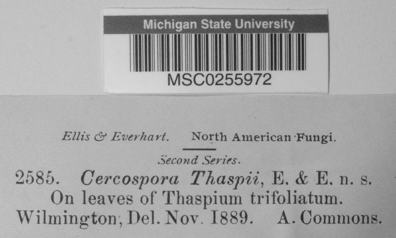Cercospora thaspii image