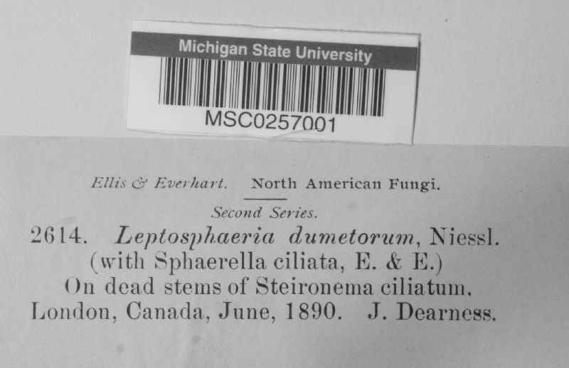 Leptosphaeria dumetorum image