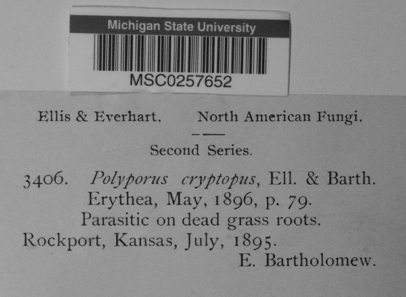 Polyporus cryptopus image