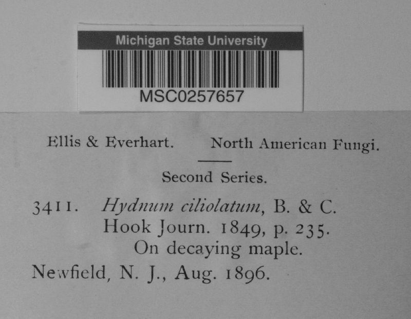 Steccherinum ciliolatum image