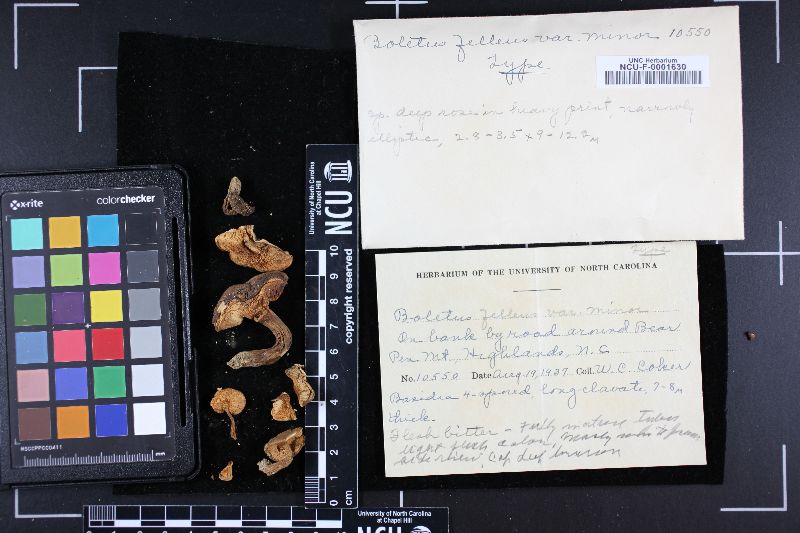 Tylopilus appalachiensis image