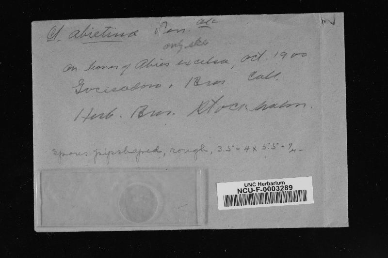 Clavaria abietina image