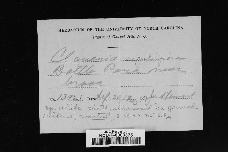 Scytinopogon angulisporus image