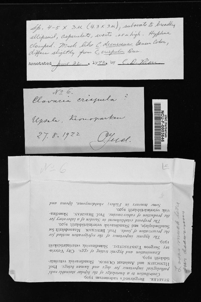 Ramaria decurrens image