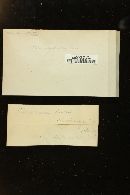 Clavulina coralloides image