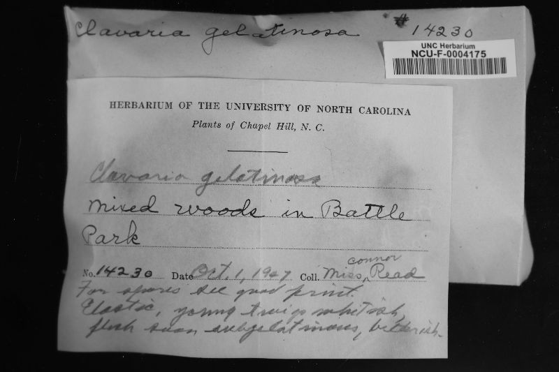 Clavaria gelatinosa image