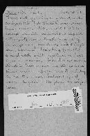 Ramaria gracilis image