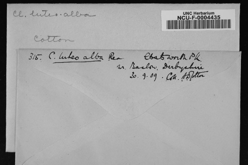 Clavulinopsis luteoalba image