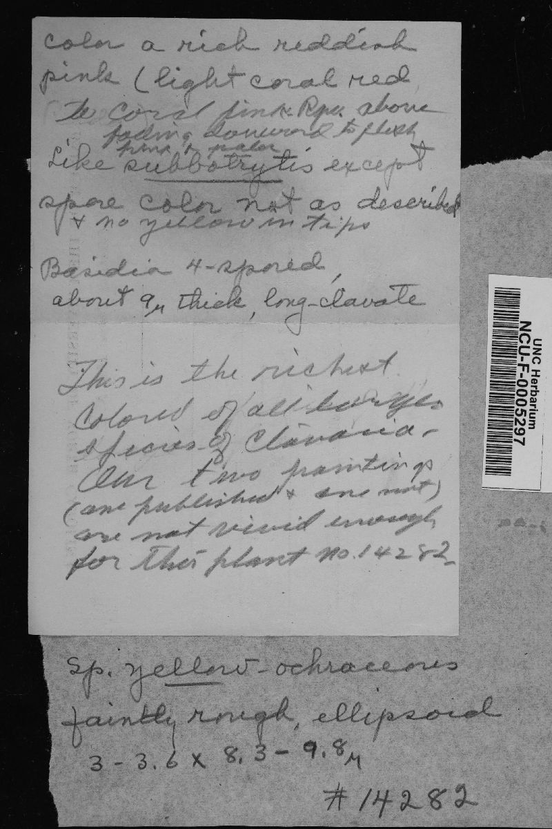 Ramaria subbotrytis image