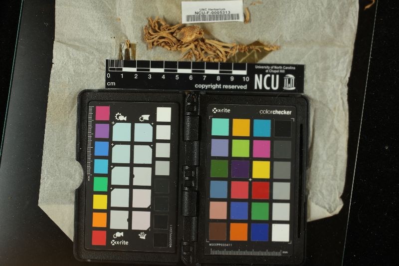 Ramaria subbotrytis image