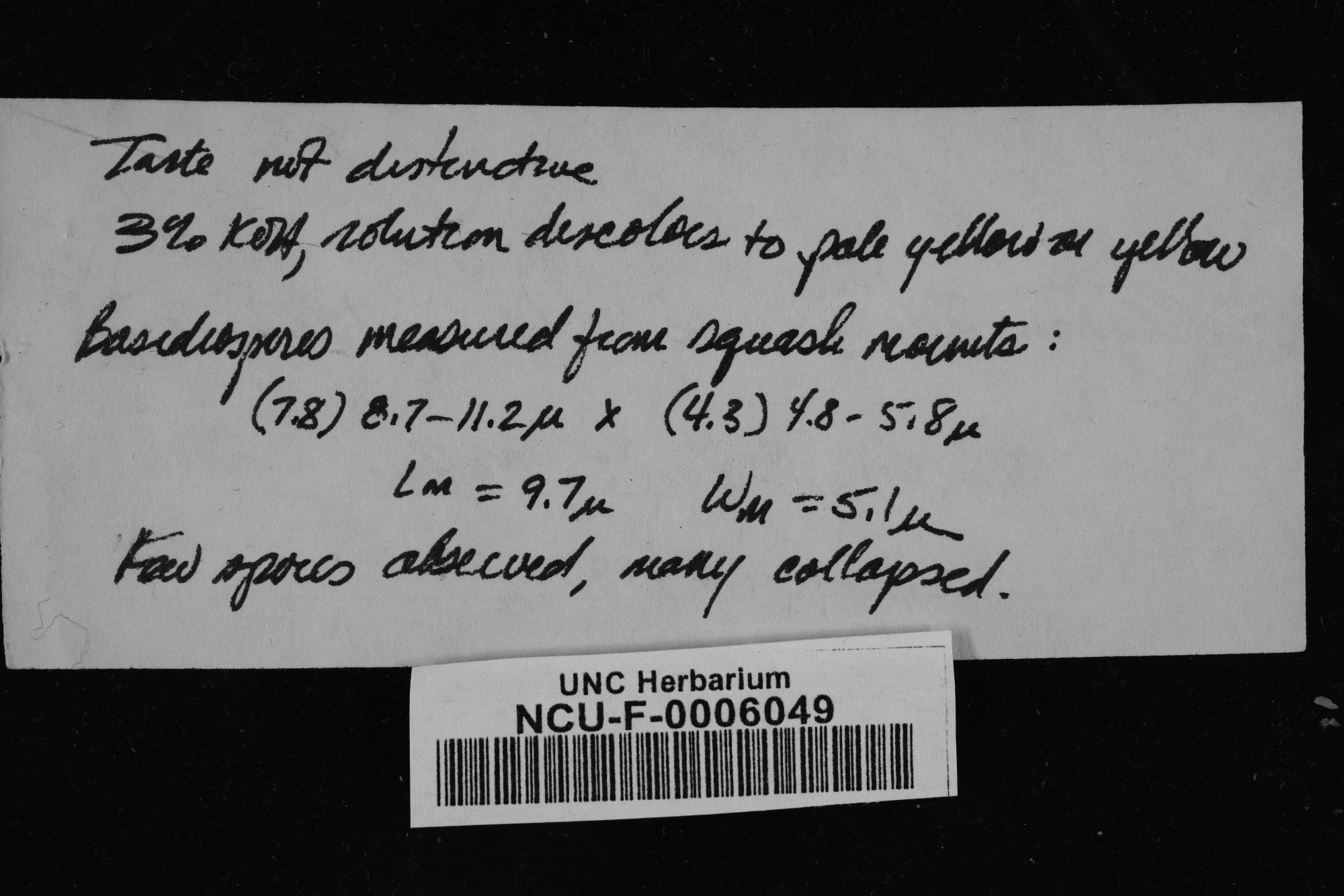 Clavariadelphus unicolor thumbnail