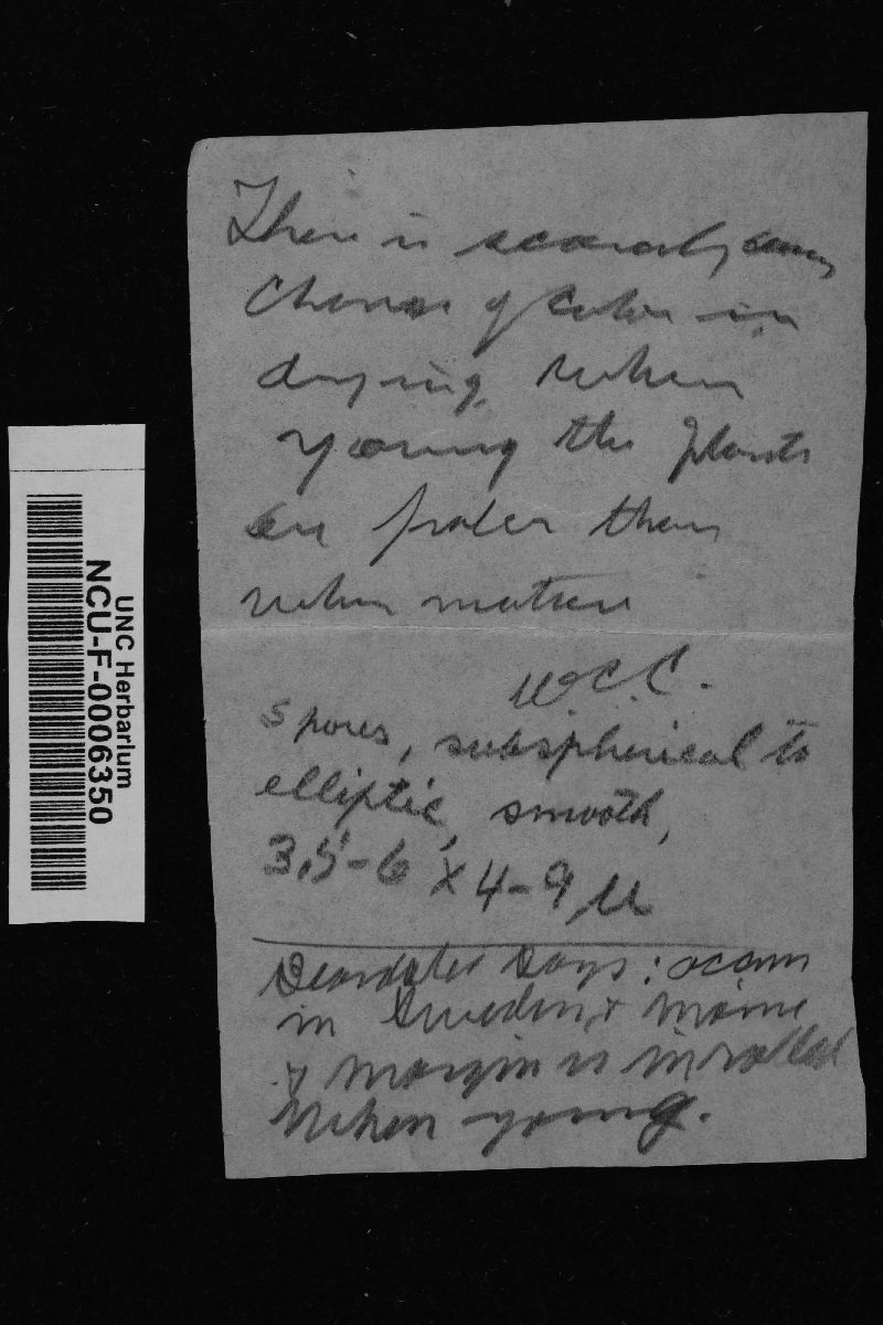 Marasmiellus clusilis image