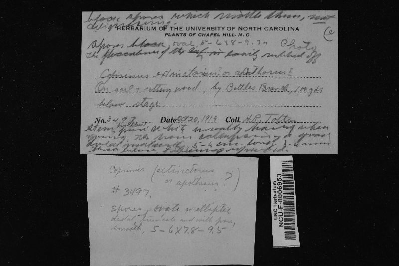 Coprinopsis extinctoria image