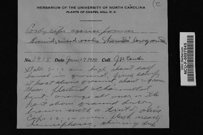 Cordyceps agariciformis image