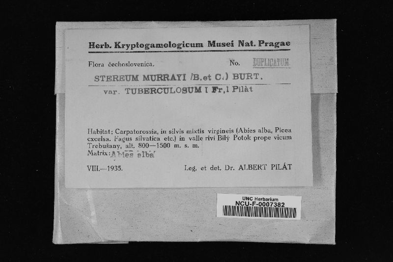 Cystostereum murrayi image