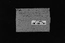 Steccherinum ochraceum image