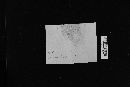 Sarcodon underwoodii image